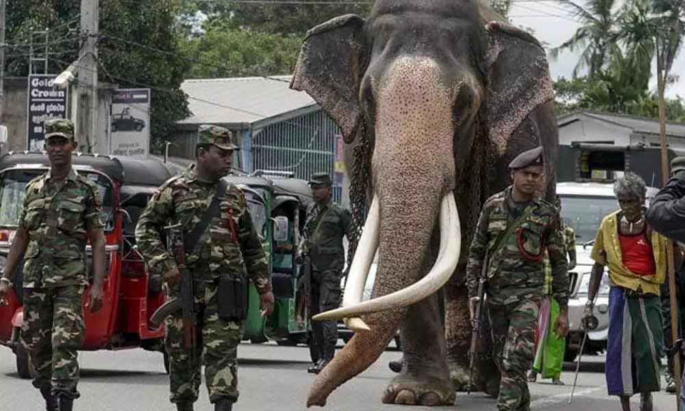 Sri Lankas tallest celebrity elephant has his own armed guards. Heres why
