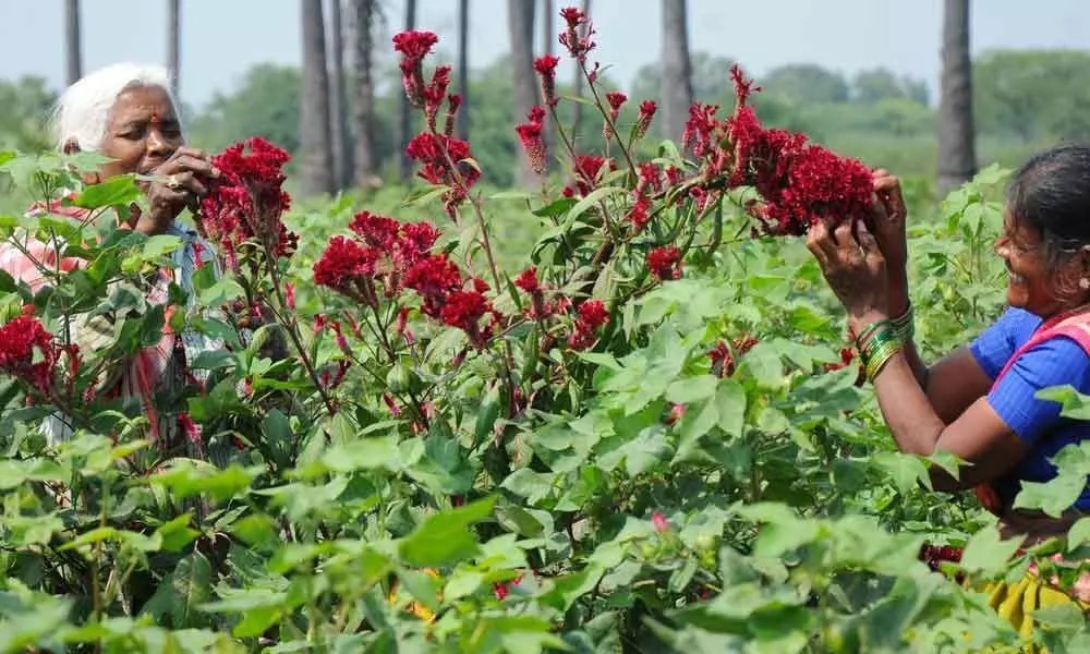 State to sway to Bathukamma tunes from today