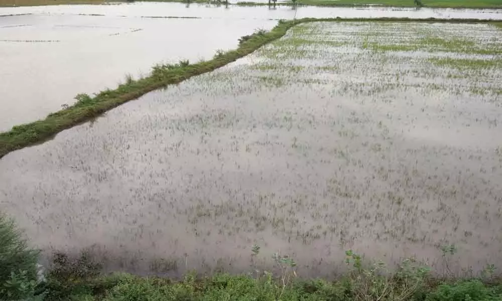 Heavy rains damage paddy crop in Srikakulam district