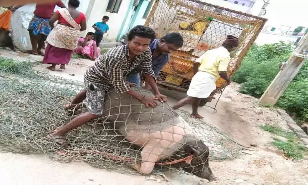 Pig catching MCT staff face resistance from breeders
