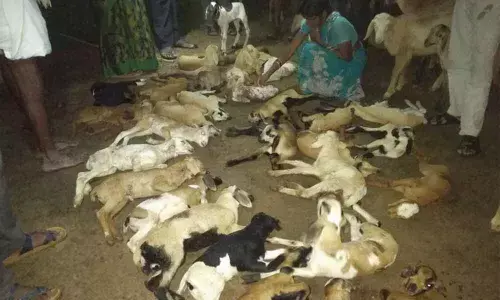 Stray dogs kill 50 sheep in Shadnagar