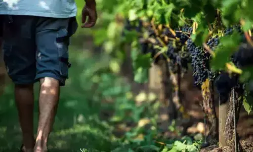 Heres why your next vacation should be winemaking at the Nordics