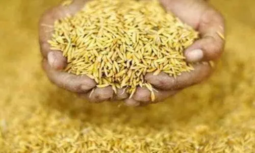 Agri department taking steps to procure 35,000 metric tonnes paddy in Mahbubnagar
