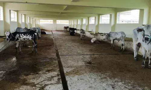 Apathy greets strays at animal care shelter