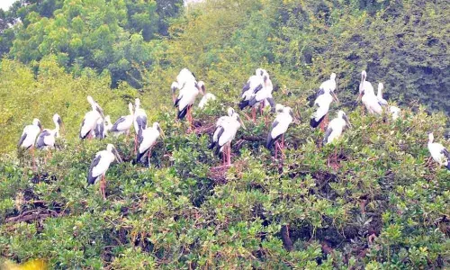 Bountiful rains advance visit of winged guests
