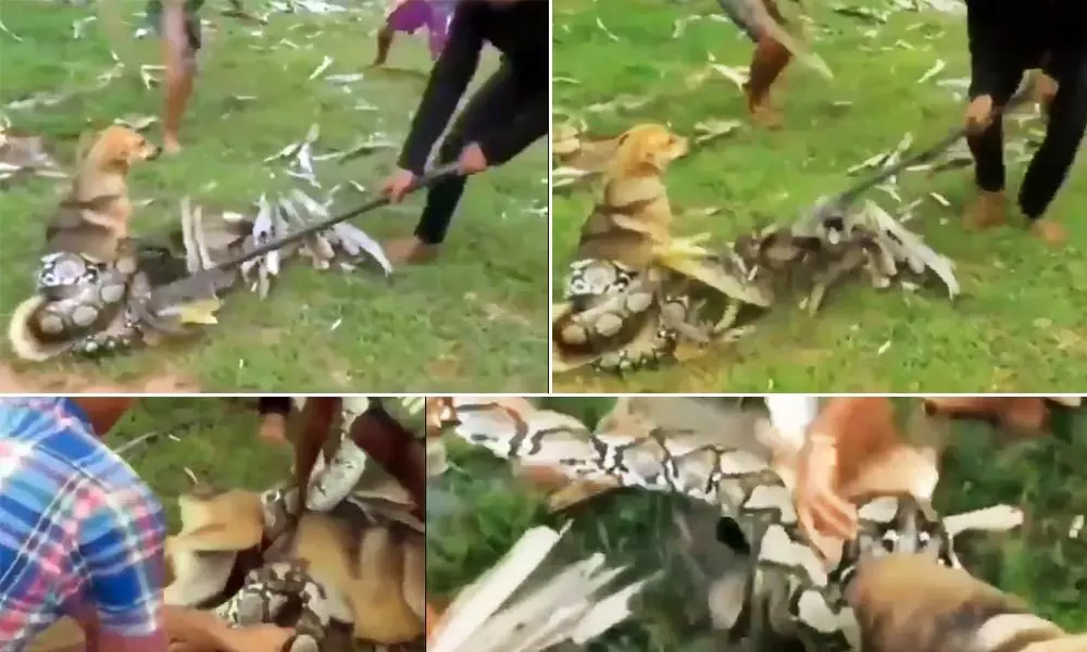 Kids Save A Dog From Giant Snake - watch the Video