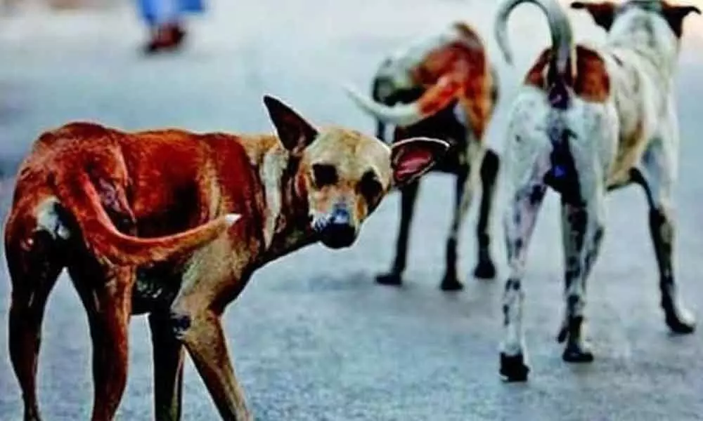 Stray dogs seen eating infants corpse in Hyderabad