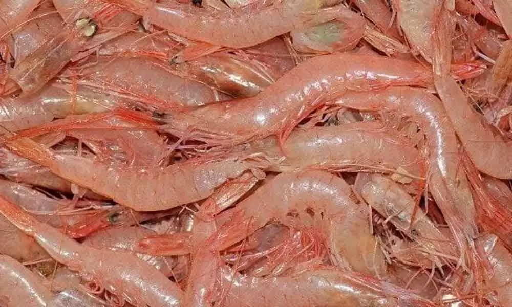 White spot affects shrimp culture in Nellore