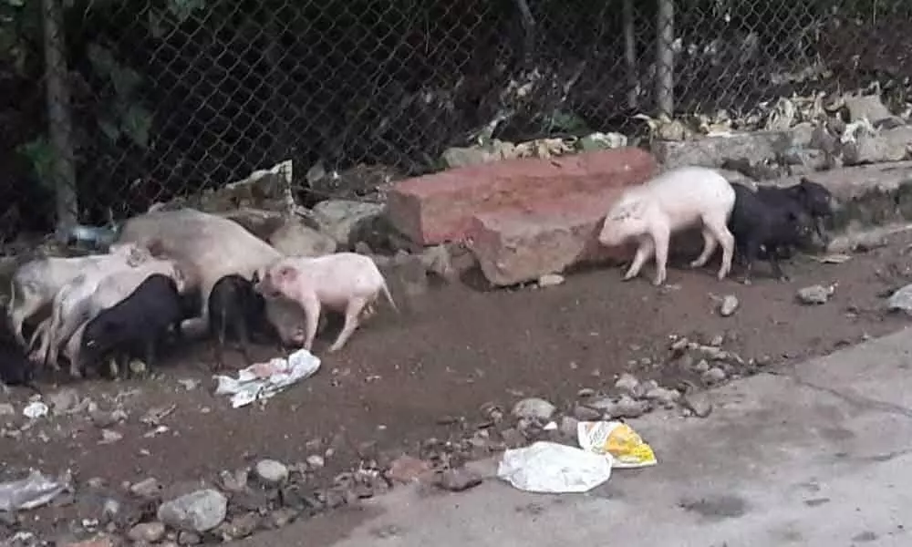 Pig menace in Addagutta