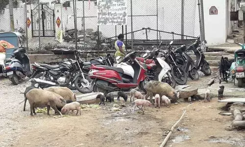 Pigs menace continues to be major concern