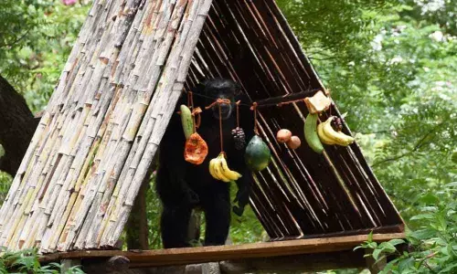 Chimp injures caretaker