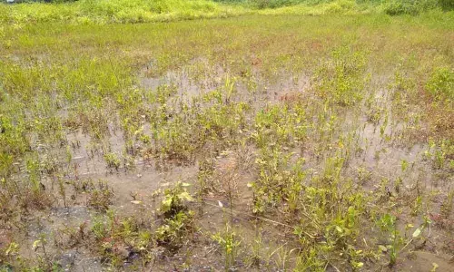 Solar plant waste damaging crops, lament ryots