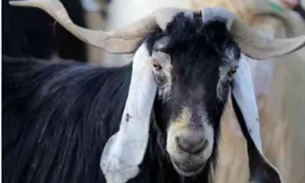 Agitation over goats death costs MCL 2.68 cr in Odisha
