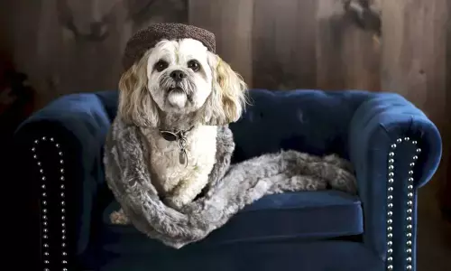 The latest in pet furniture: pieces that fit a homes decor