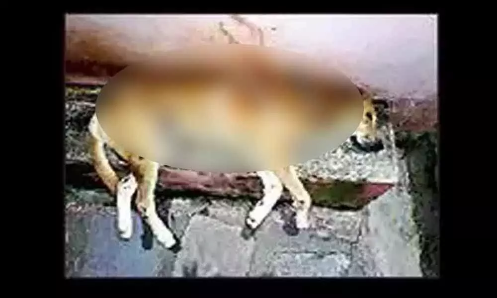 Drunk woman attacks dog with axe in Hyderabad