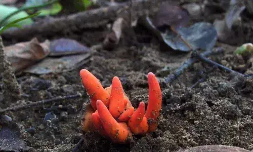 Deadly Japanese Fungi found in Australia