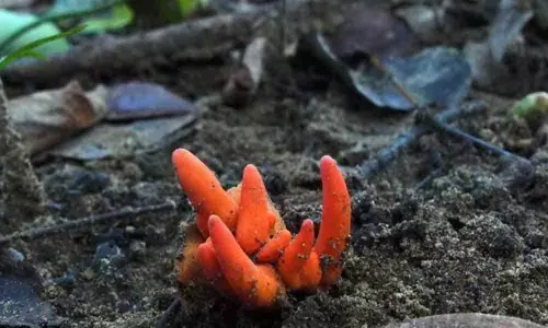 One of the worlds deadliest fungi identified in Australia