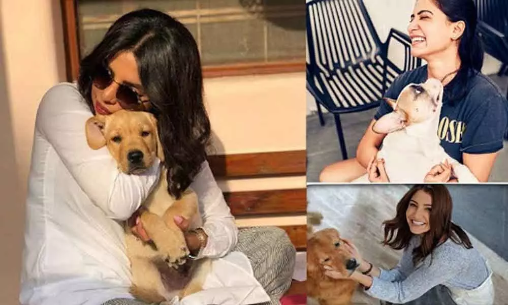 World Animal Day: Bollywood Celebrities share their love for animals and Celebrities who turned vegan. Find out why