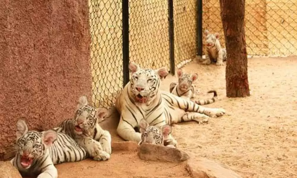 White Tiger Gives Birth To Five Cubs In Sri Venkateswara Zoo Park, Forest Minister Given Names To Cubs