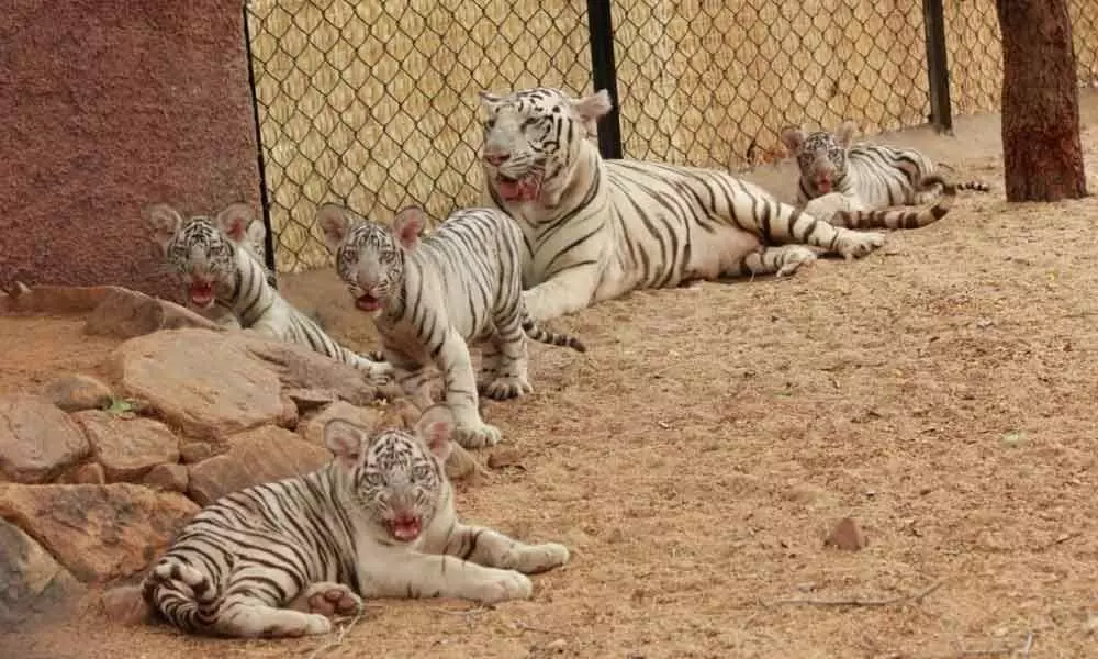 White tiger cubs enthral visitors in Tirupati zoo