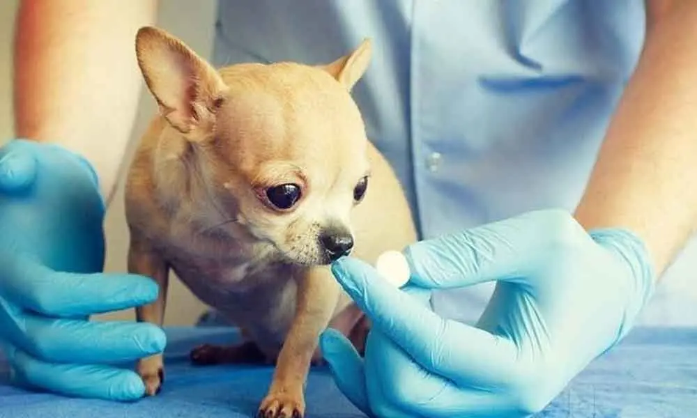 World Animal Day: Animal welfare Organisations in Hyderabad keep up their good work