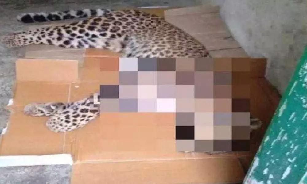 Man-eater leopard shot dead by forest officials in Uttarakhand
