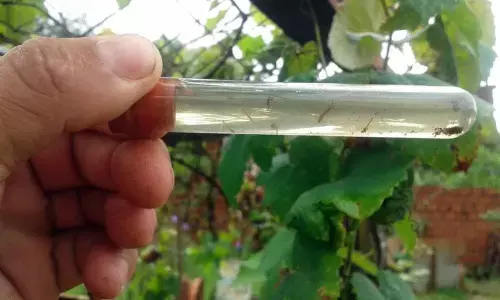 3 new dengue cases confirmed in Florida