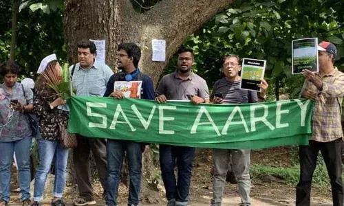 High Court refuses stay on tree felling