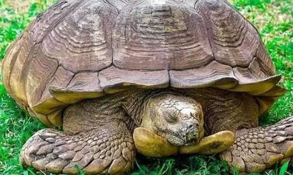 344-year-old Tortoise with healing powers, Alagba, oldest in Africa dies