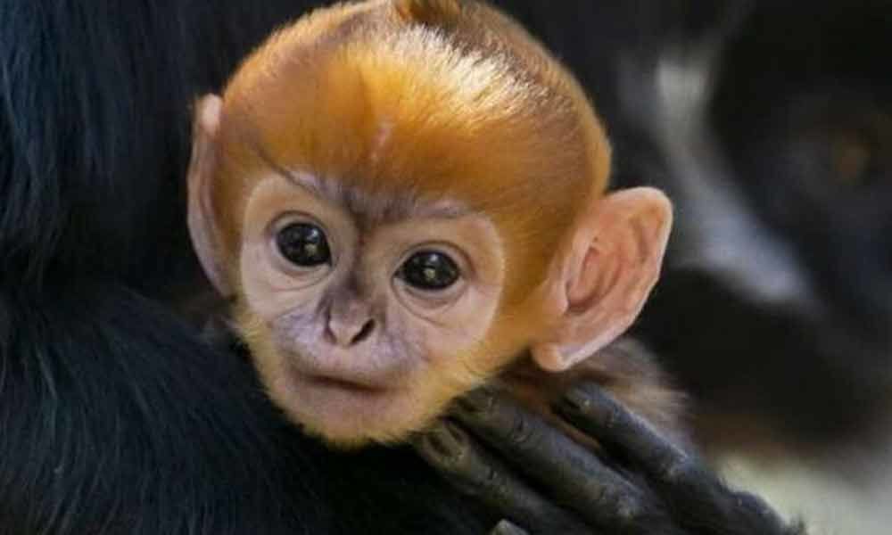Cuteness overload Rare monkey born at Australian zoo
