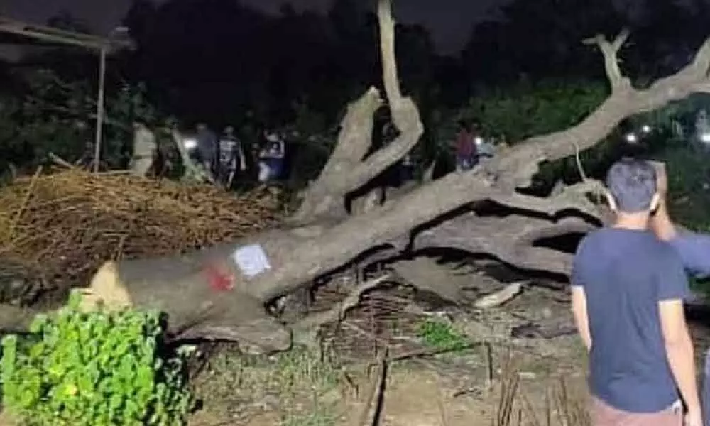 Mumbai tree felling protests: 29 in custody for 14 days