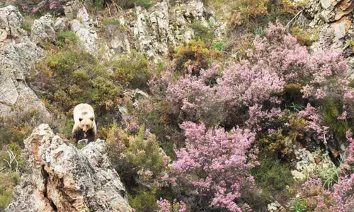 Conversation efforts pay off as bears thrive