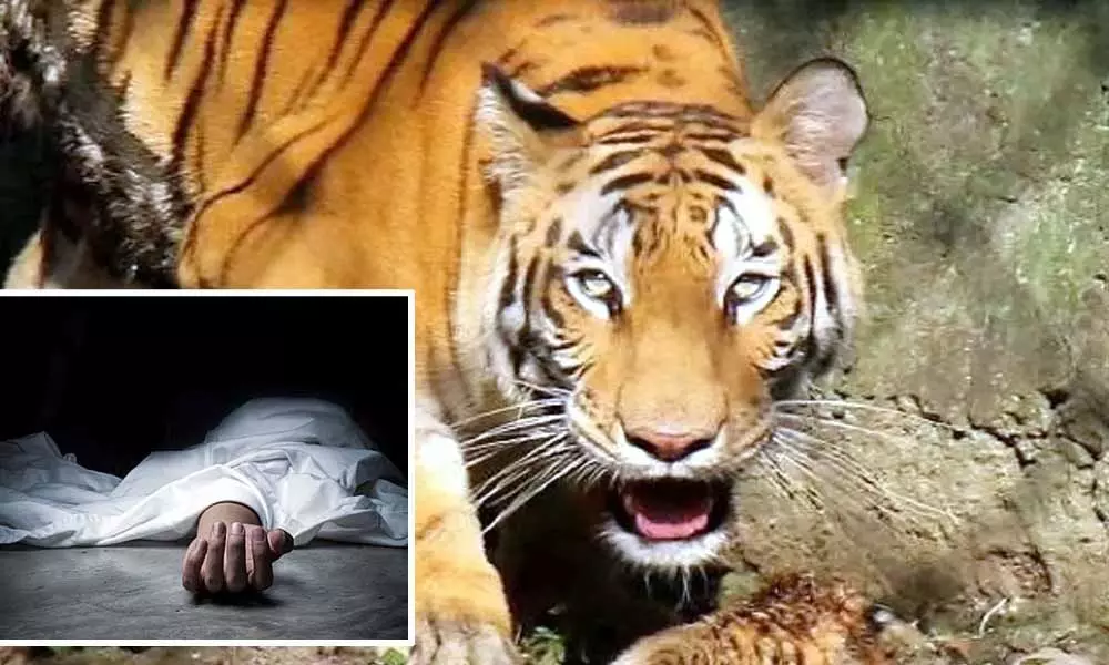 Boy mauled to death by tiger in Rajasthan village