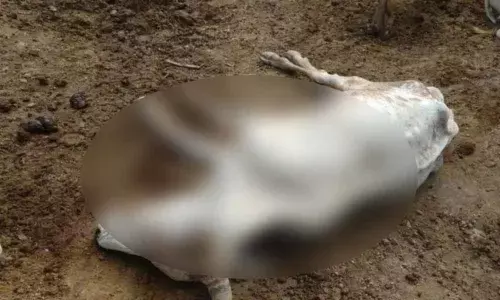 22 Cows Died After Consuming Poisonous Flowers In Uttar Pradesh