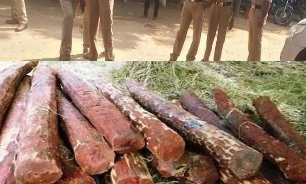 Tirupati: Task Force arrested two smugglers, recovered 12 redsander logs