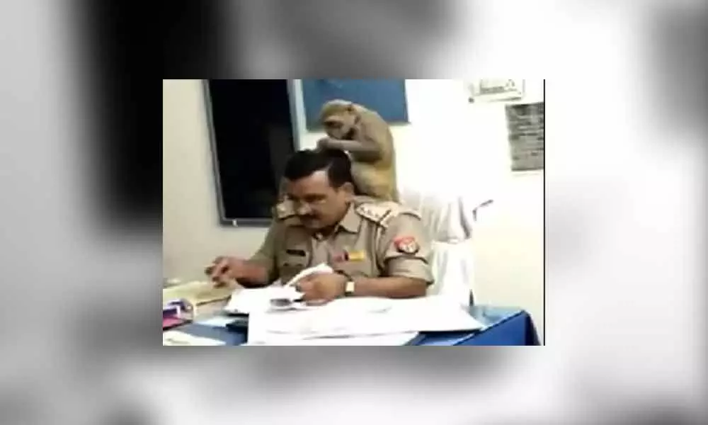 Monkey Sits On Police Officers Shoulder: Watch this Video