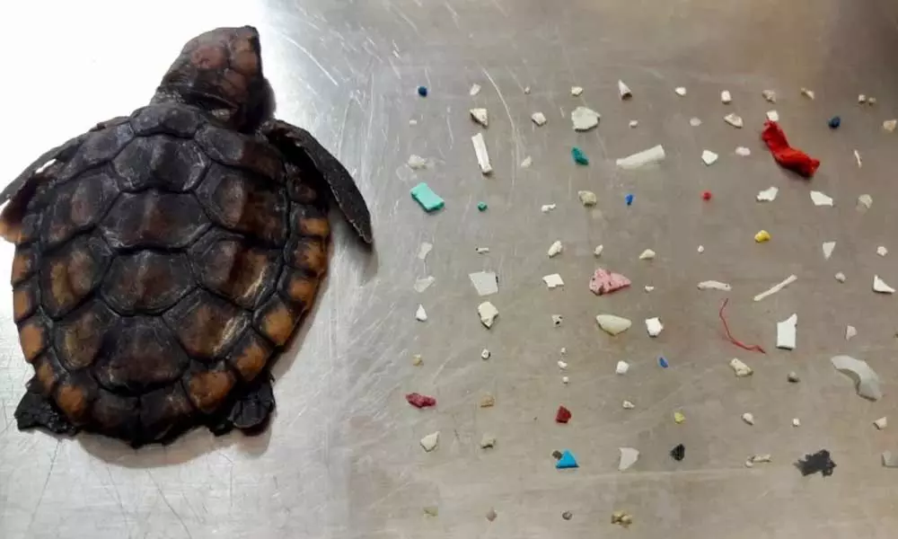 Baby Turtle Found Dead With 104 Plastic Pieces in Stomach