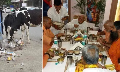 Waste-O-Meal for Gau Mata and what a Sumptuous Lunch for Gau Rakshaks