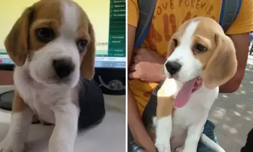 Food delivery boy kidnaps customers pet dog in Pune