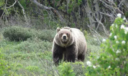 Nagarkurnool: Cattle herder attacked by a wild bear in critical condition