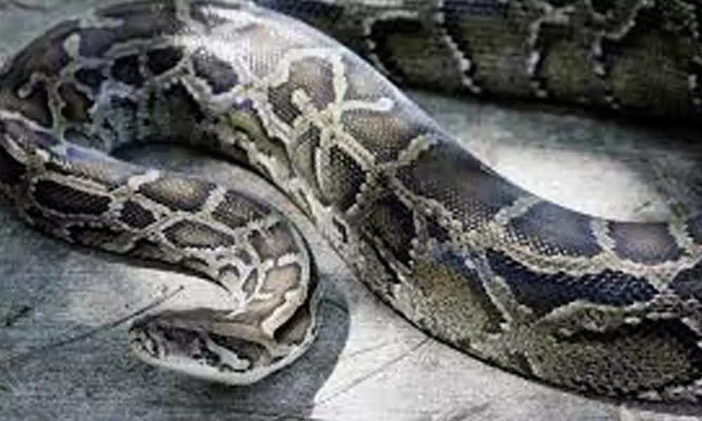 A Giant Snake Crept Into A Temple In Chittoor