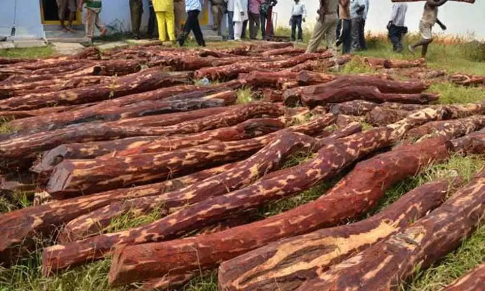 2 lakh worth red sanders logs seized, 3 held in Nellore