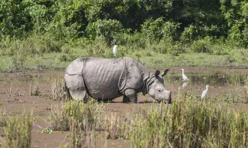 Kaziranga reopens for tourists after monsoon