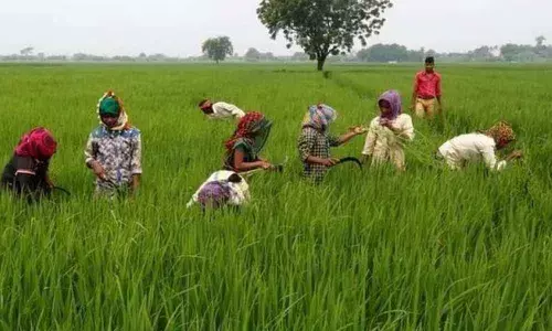 Purchasing centres not yet opened, farmers anxious