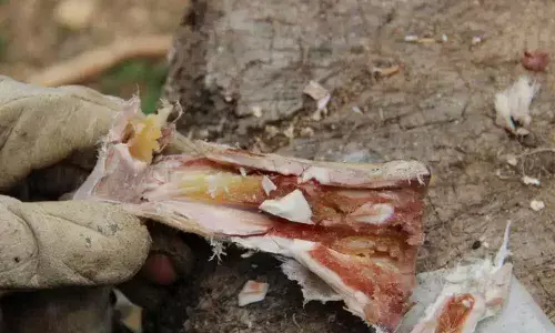 Early Humans Stored and Drank Bone Marrow Like We Consume Canned Soup Today