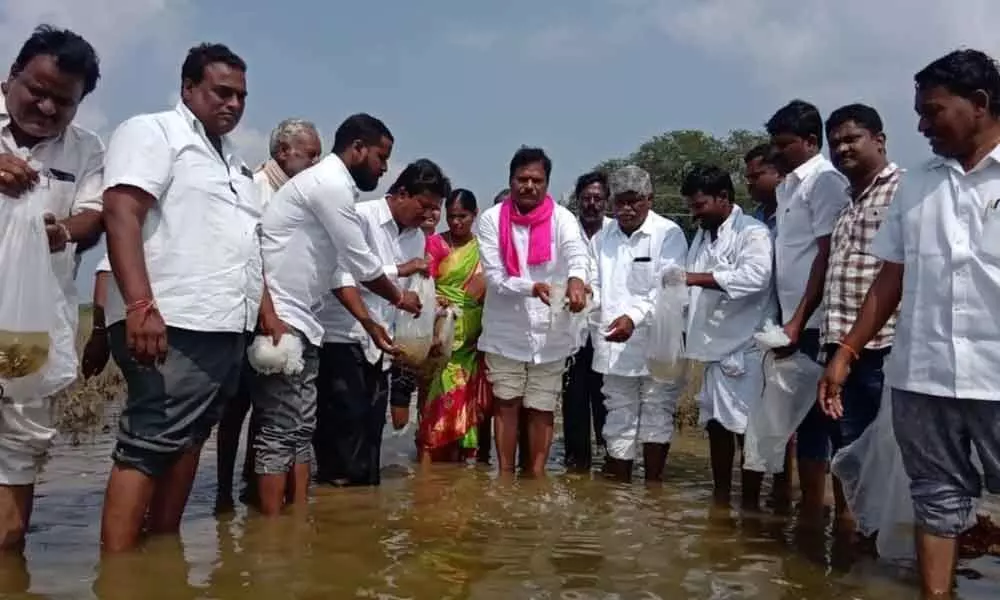 Nagarkurnool: Kalwakurthy MLA releases fishlings into local lakes