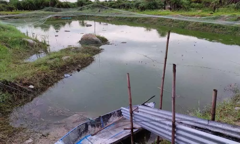 Cops seize 1,650 kg banned catfish; pond owner arrested in Gadwal