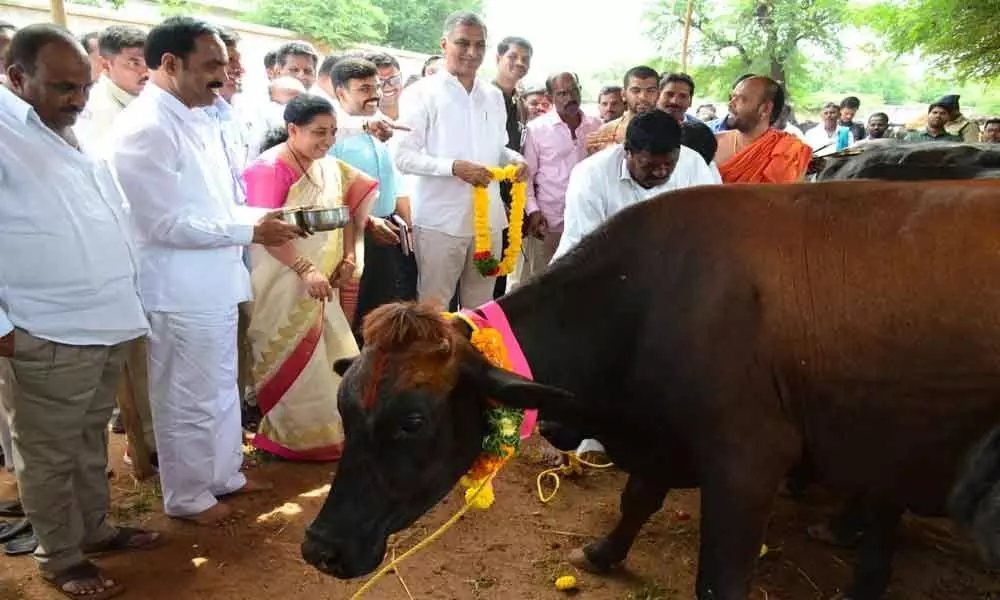 Harish distributes cattle to farmers