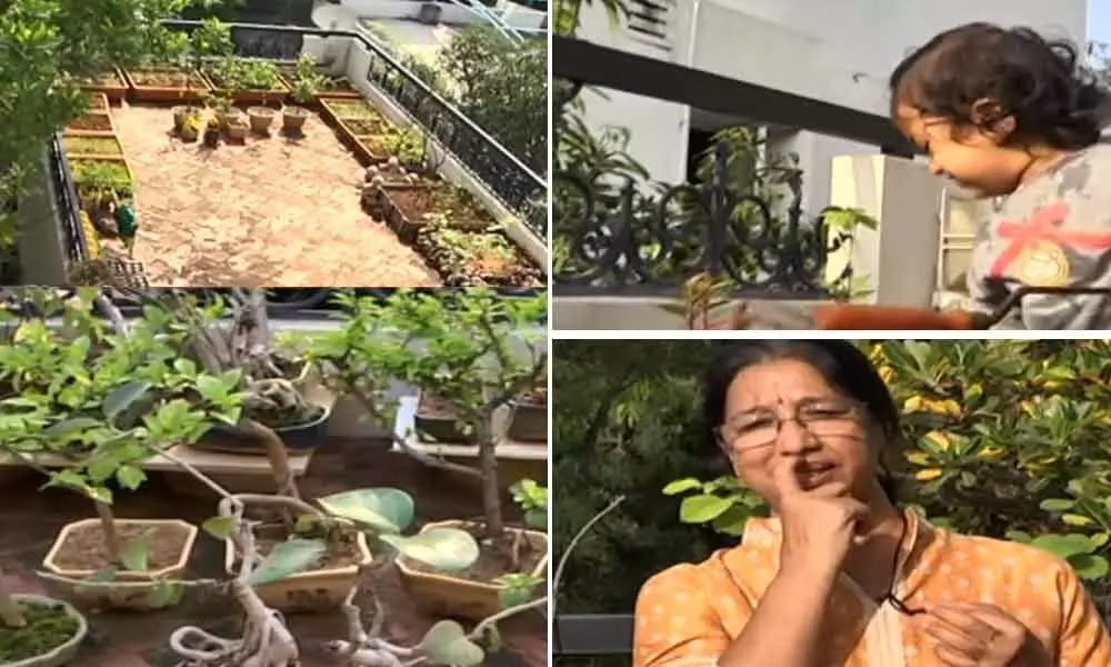 Terrace Gardens Have Become the Latest Passion in the City: Read This Story