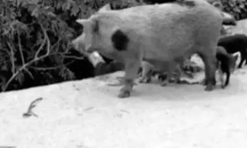 Telangana: Pigs seen eating flesh of dead elderly man in Nagarkurnool